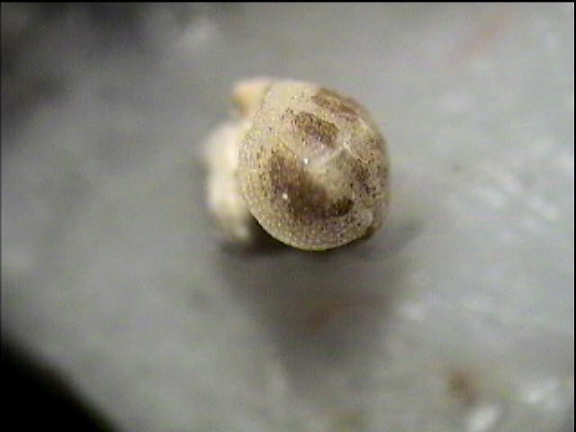chitonidae